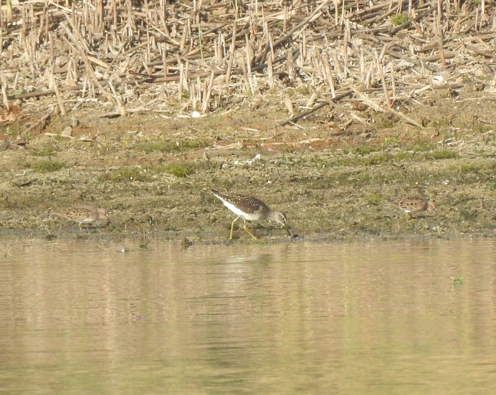 Temminck's Stint - ML619538267