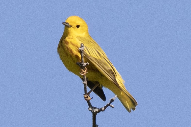 Yellow Warbler - David Brown