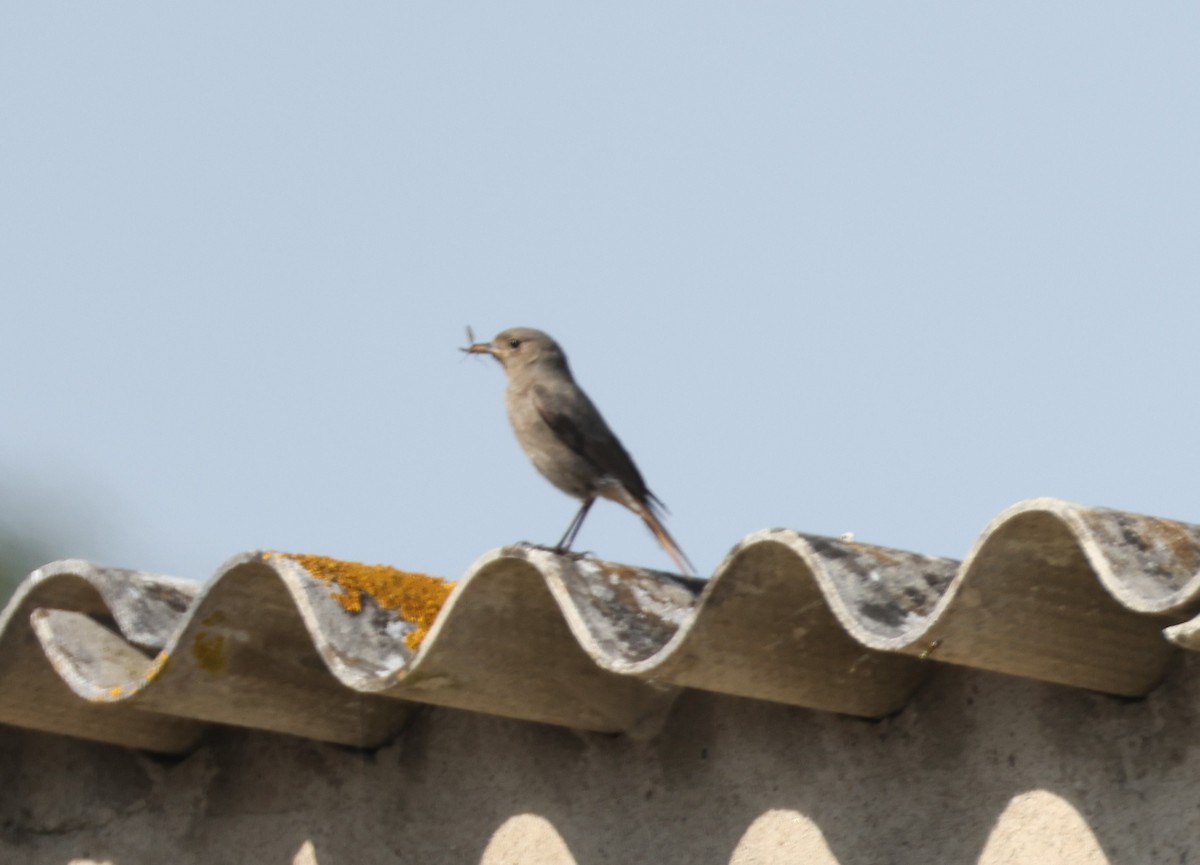 Black Redstart - ML619538276