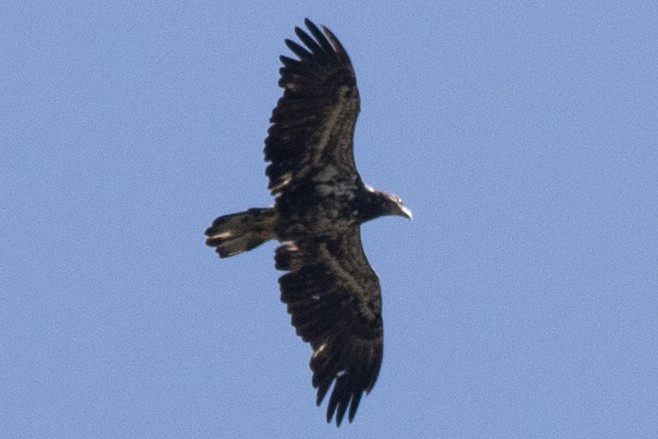 Bald Eagle - David Brown