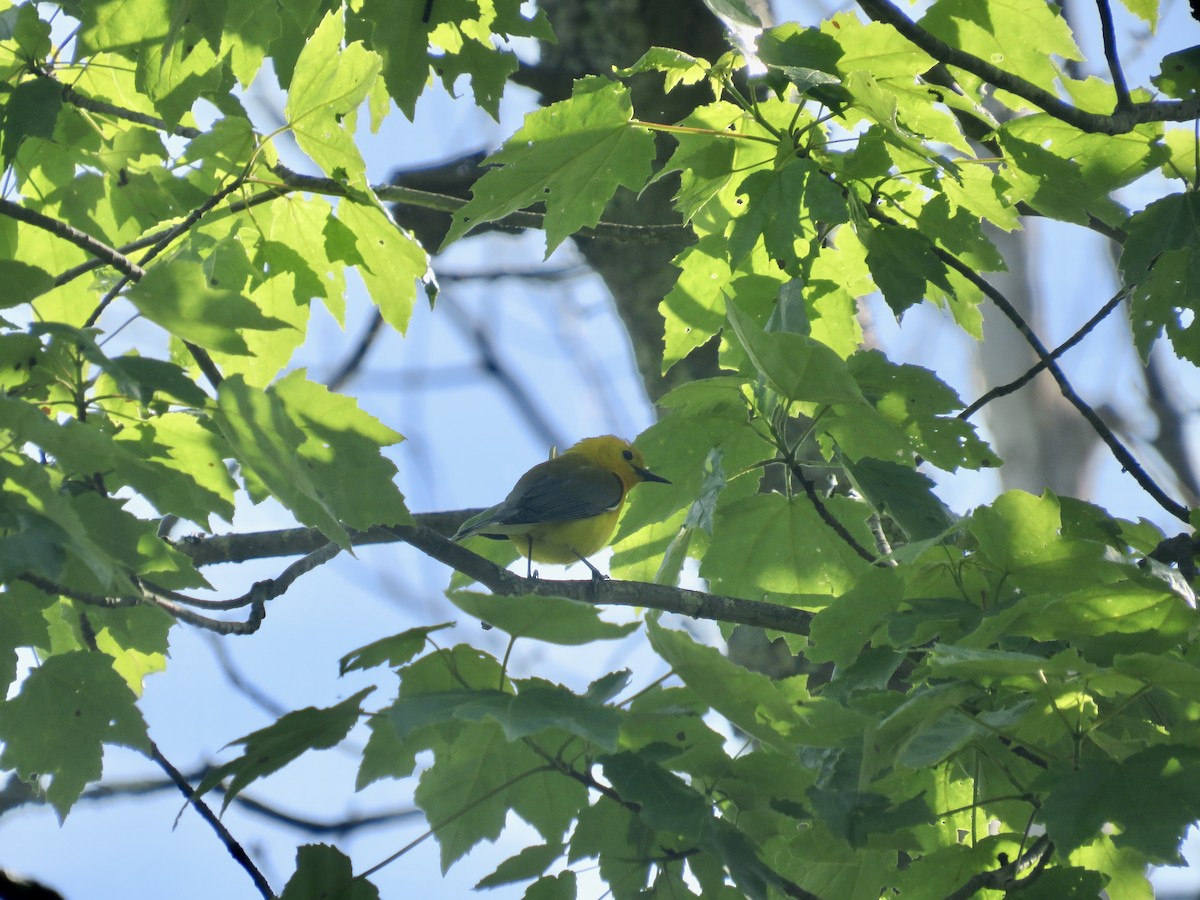 Prothonotary Warbler - scott baldinger