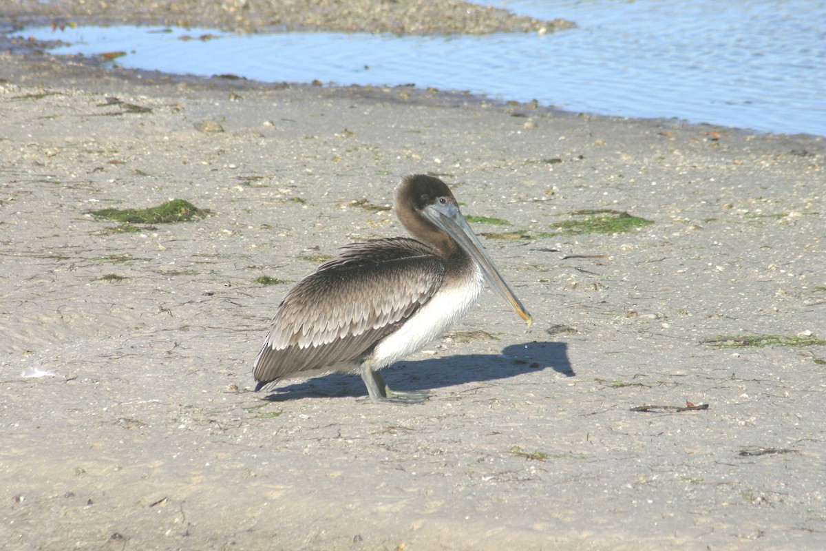 Brown Pelican - Sylvie Vanier🦩