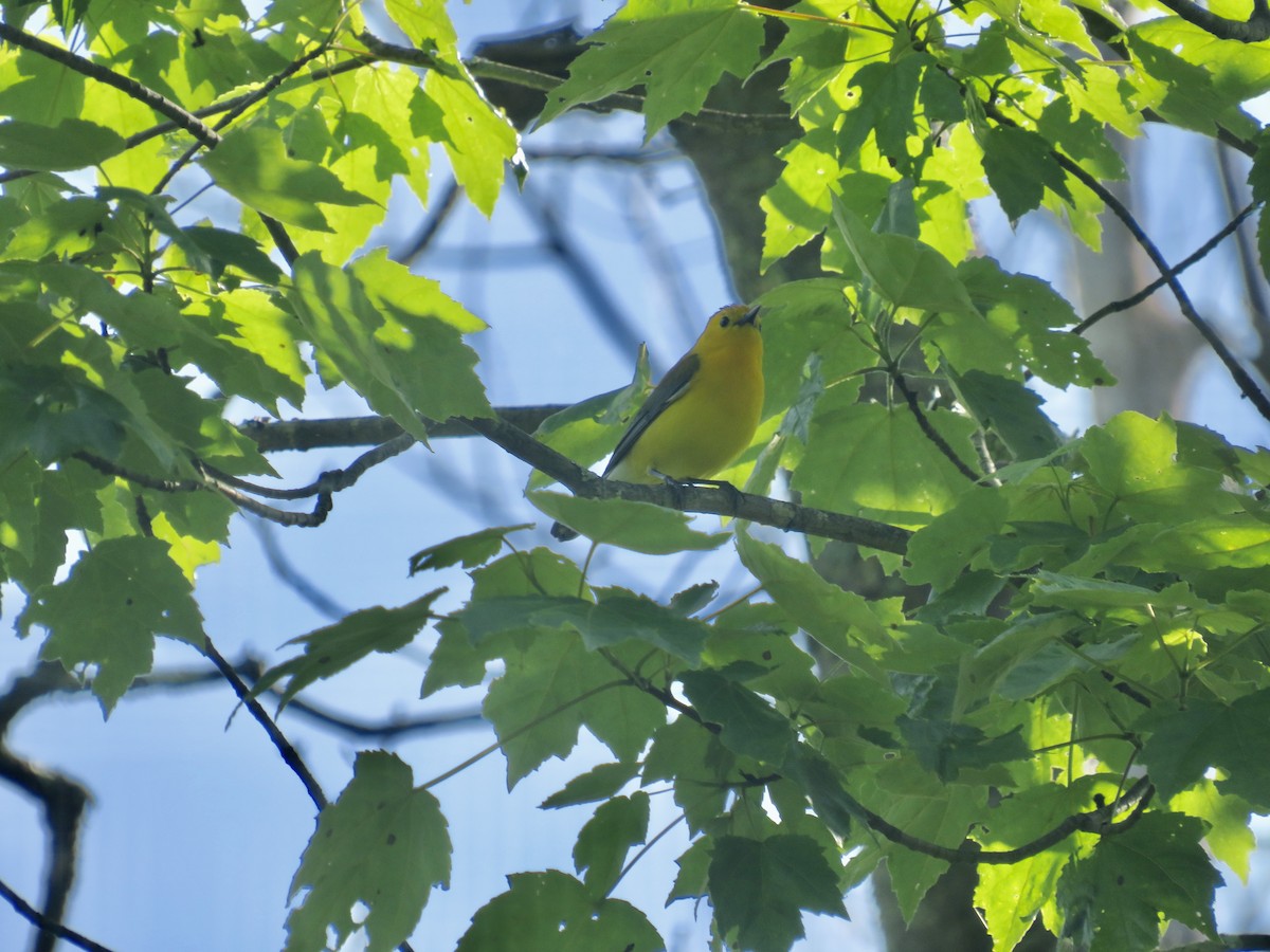 Prothonotary Warbler - scott baldinger