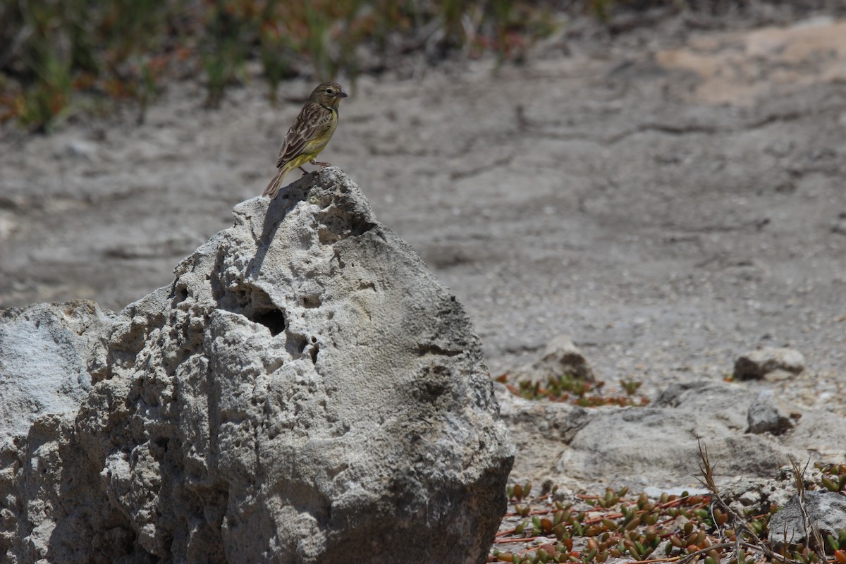 Grassland Yellow-Finch - ML619538300