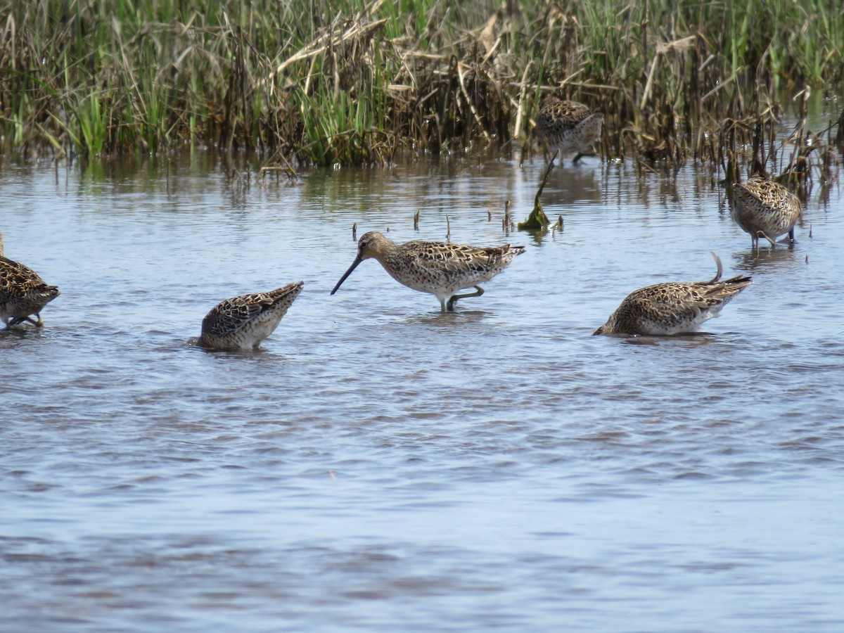 Short-billed Dowitcher - ML619538302