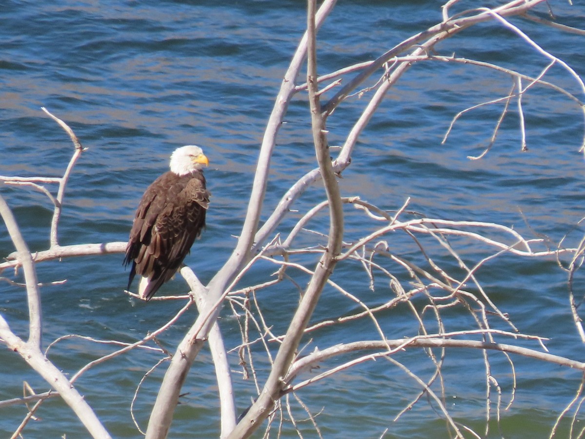 Bald Eagle - Kathy Dwyer