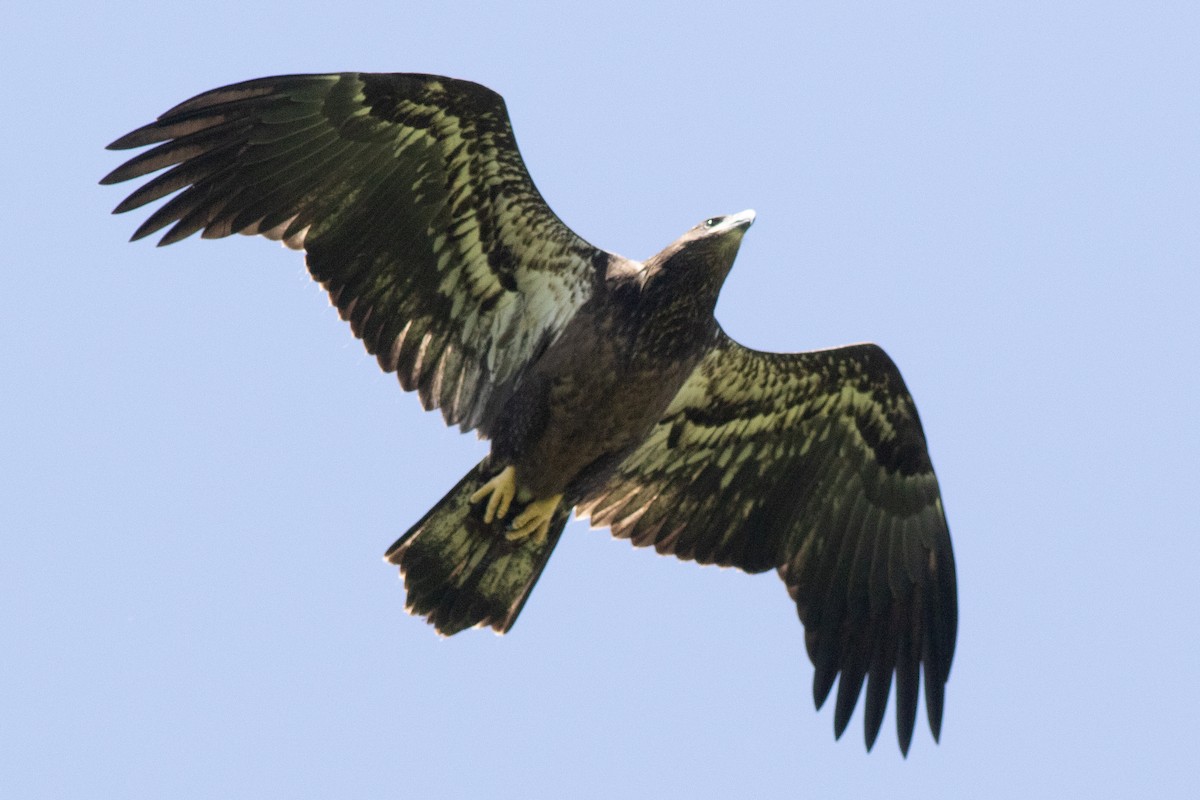 Bald Eagle - David Brown