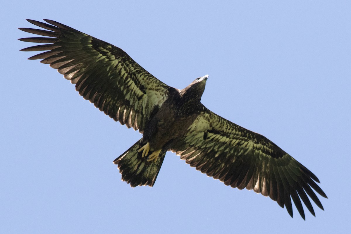 Bald Eagle - David Brown