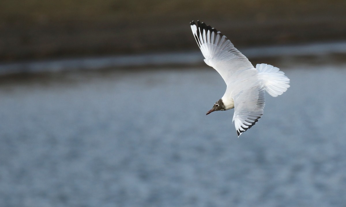 Brown-hooded Gull - Adrián Braidotti