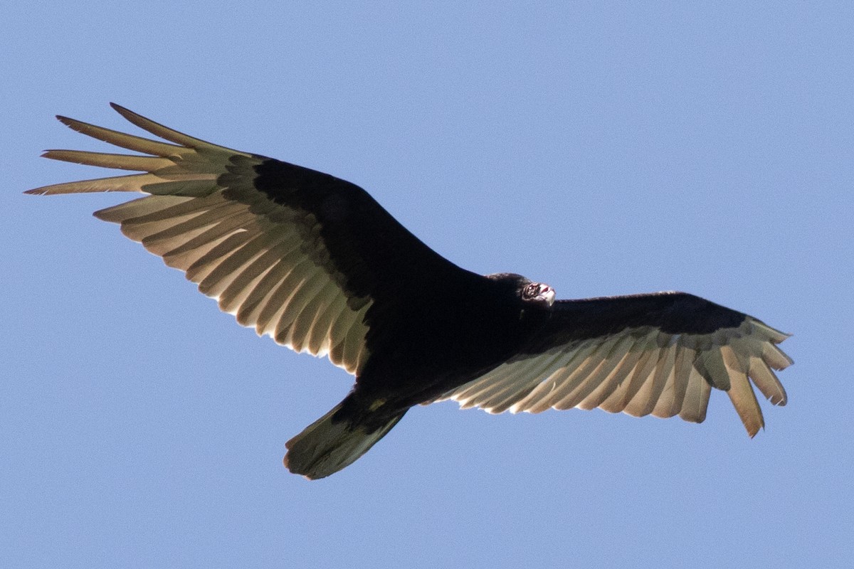 Turkey Vulture - David Brown