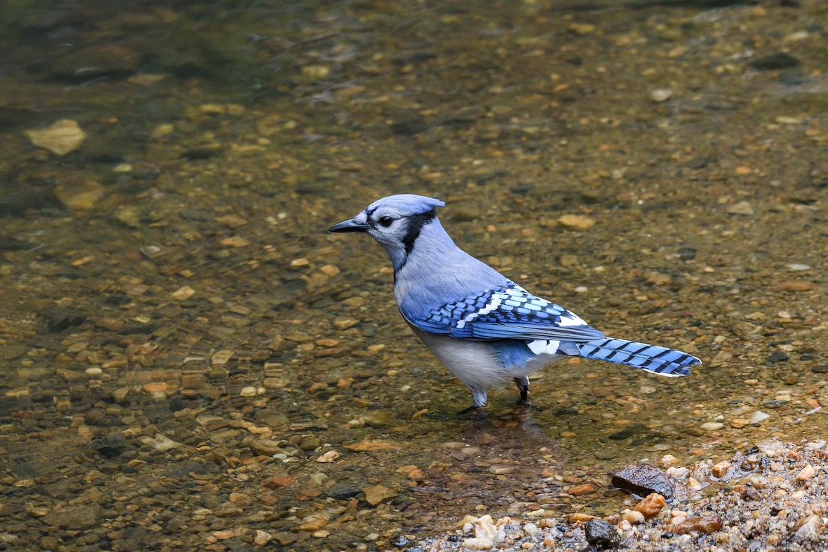 Blue Jay - Beth and Dan Fedorko