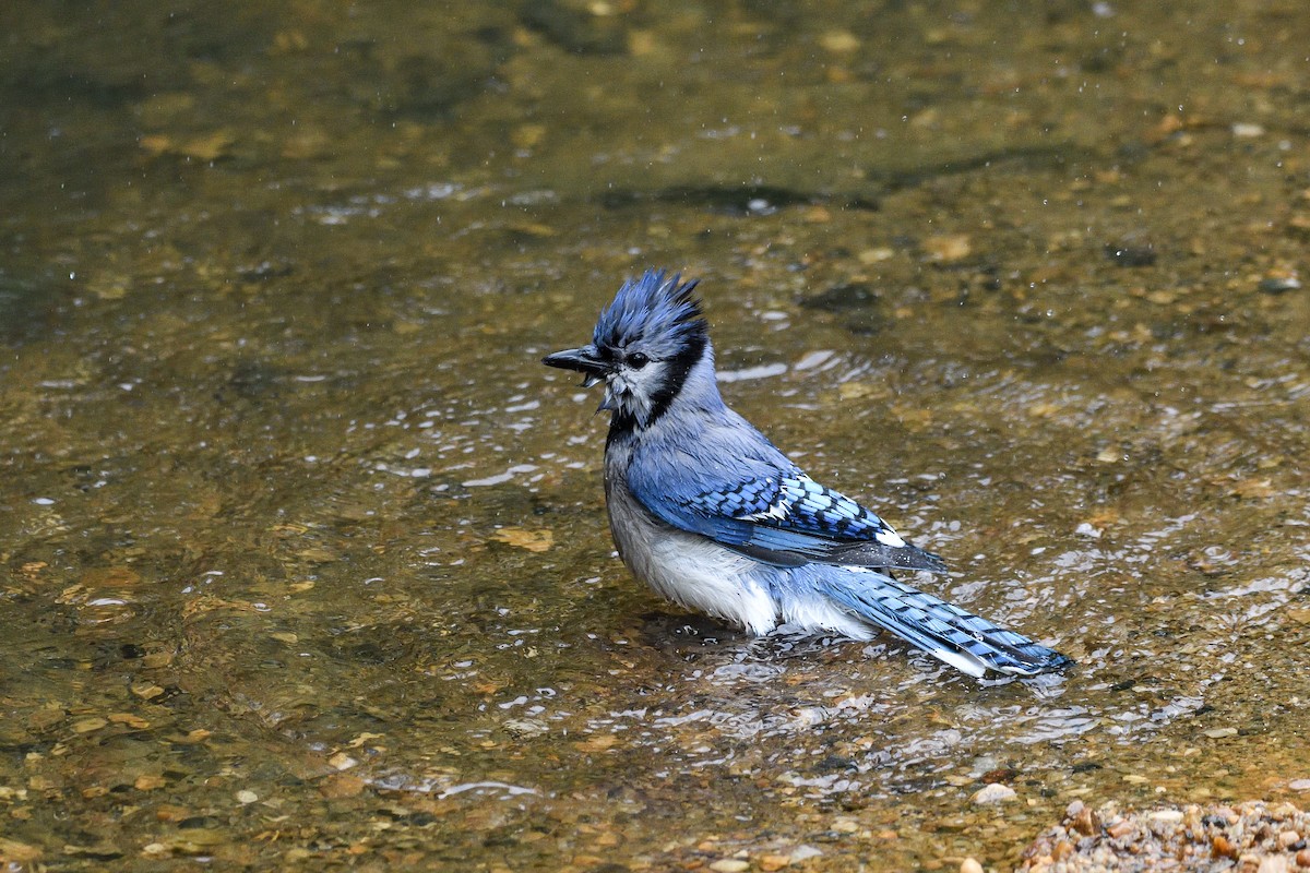 Blue Jay - Beth and Dan Fedorko