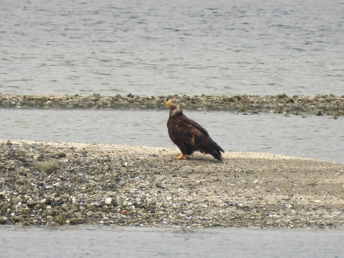 Bald Eagle - Mark Stevens