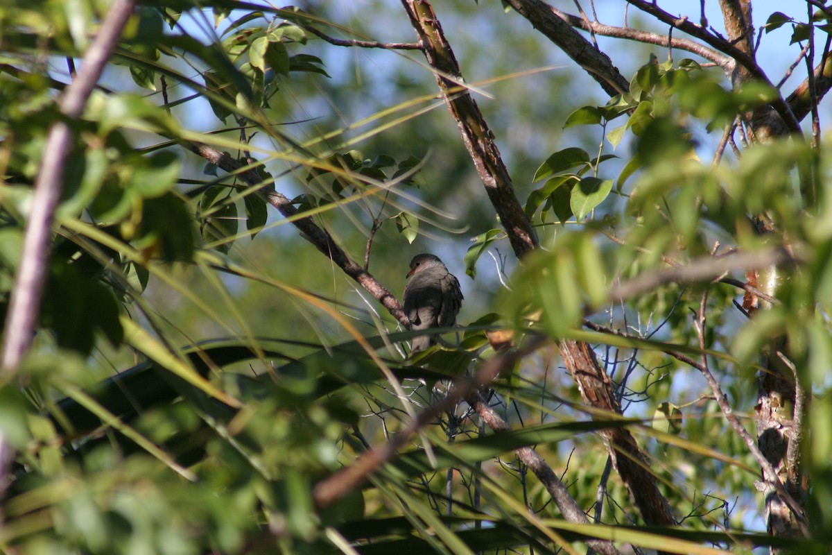 Common Ground Dove - Sylvie Vanier🦩