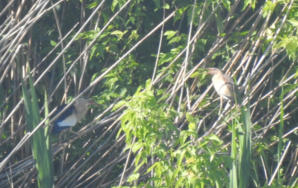 Little Bittern - Tomáš  Oplocký