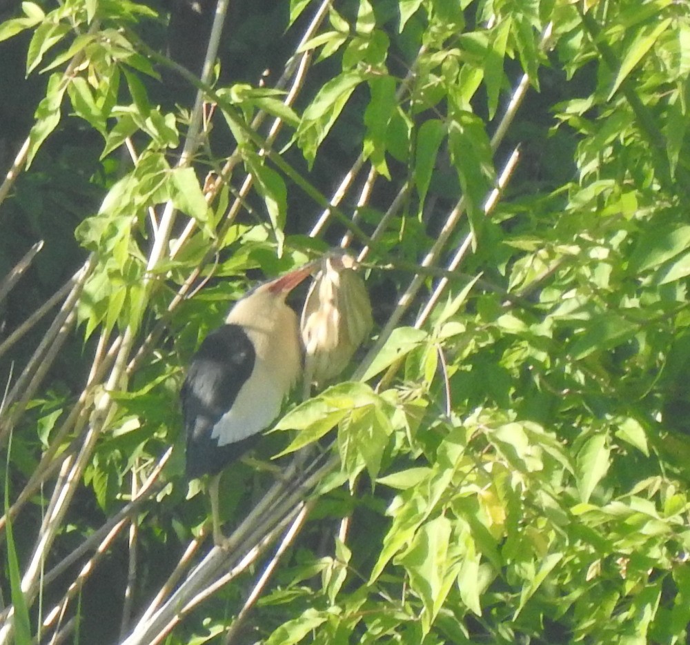 Little Bittern - Tomáš  Oplocký