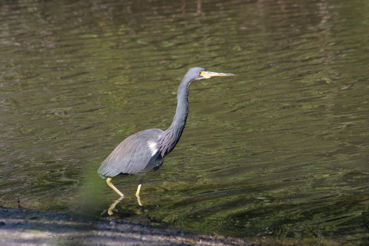 Tricolored Heron - Sylvie Vanier🦩