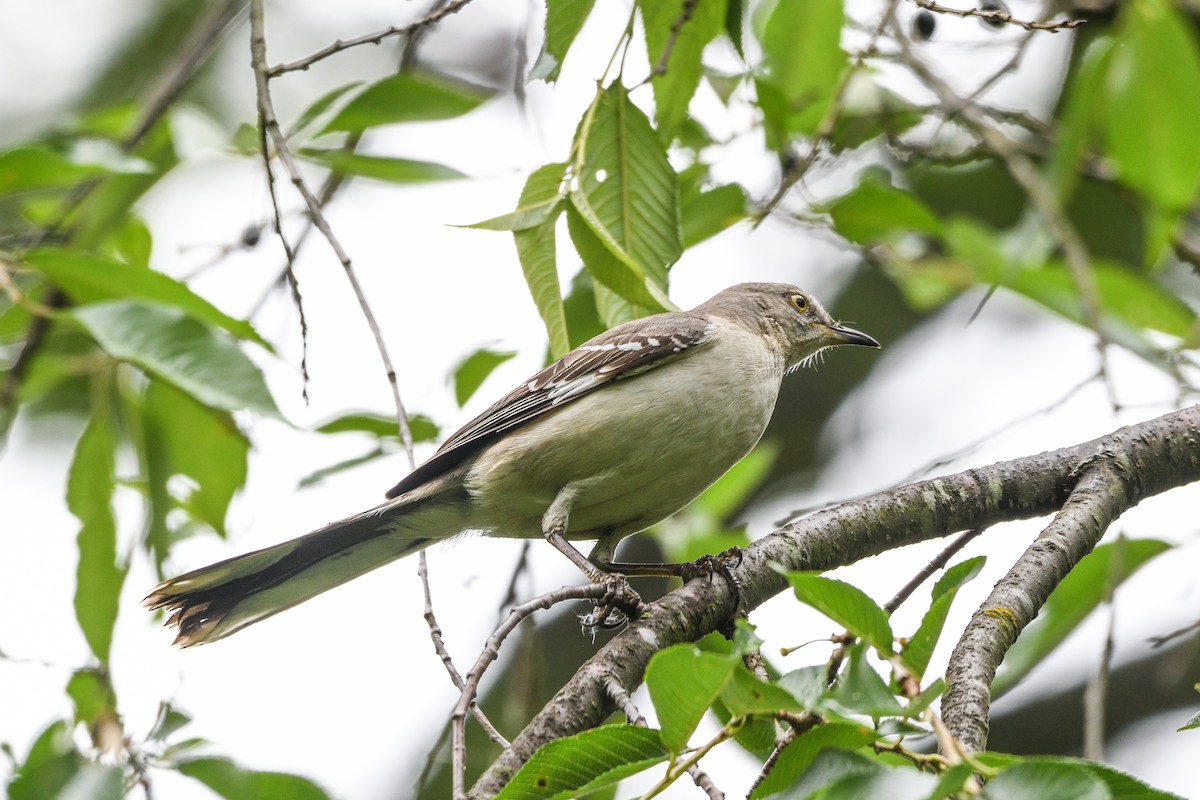 Northern Mockingbird - ML619538338