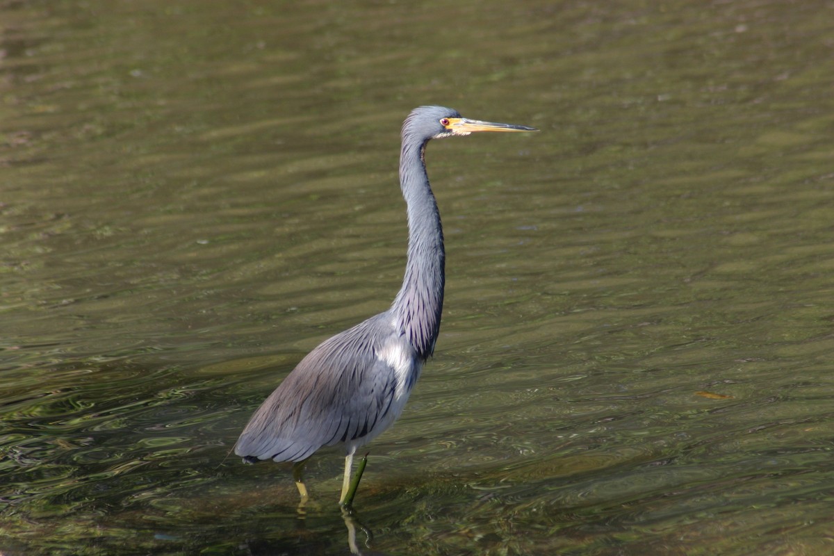 Tricolored Heron - ML619538339