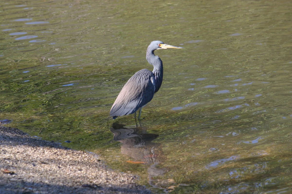 Tricolored Heron - Sylvie Vanier🦩