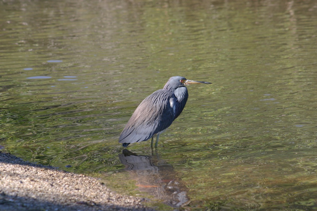 Tricolored Heron - Sylvie Vanier🦩