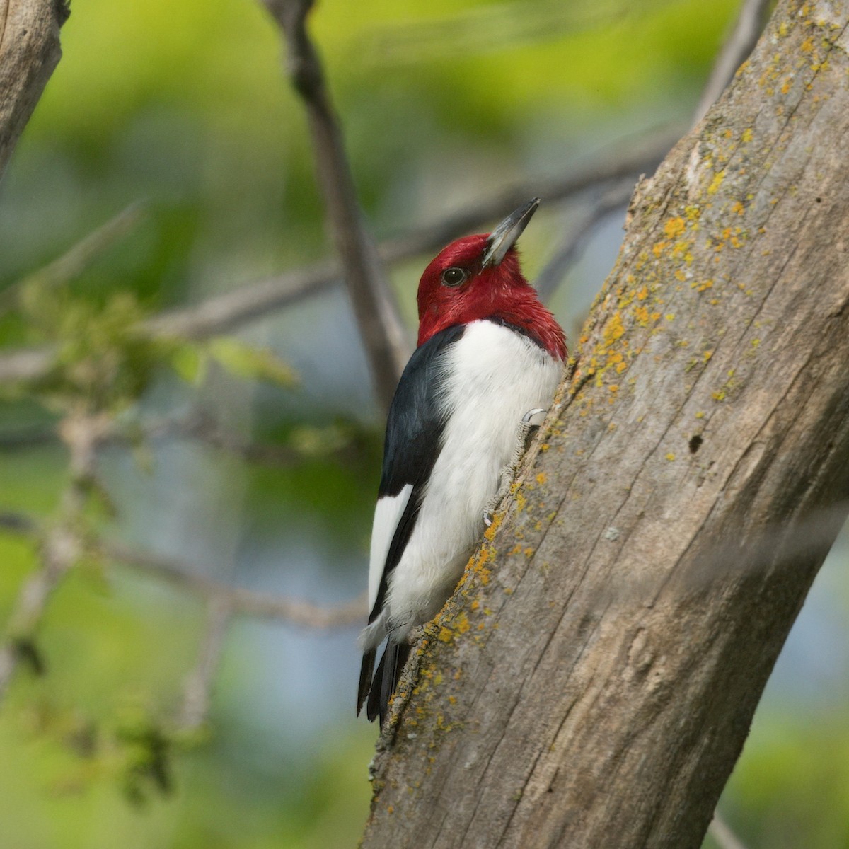 Red-headed Woodpecker - Thomas Burns
