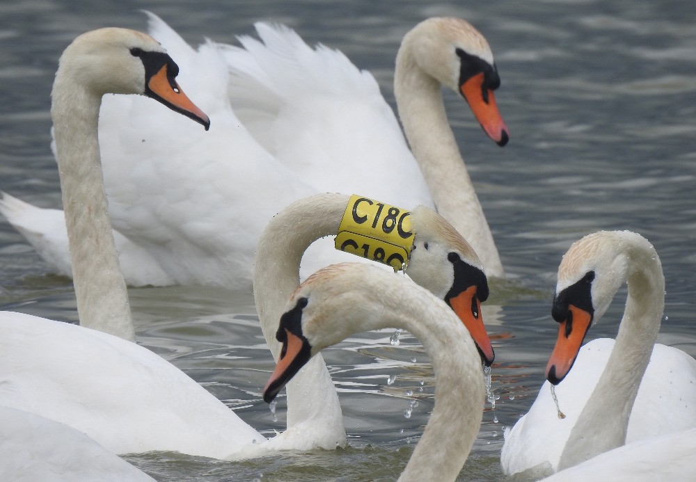 Mute Swan - ML619538361