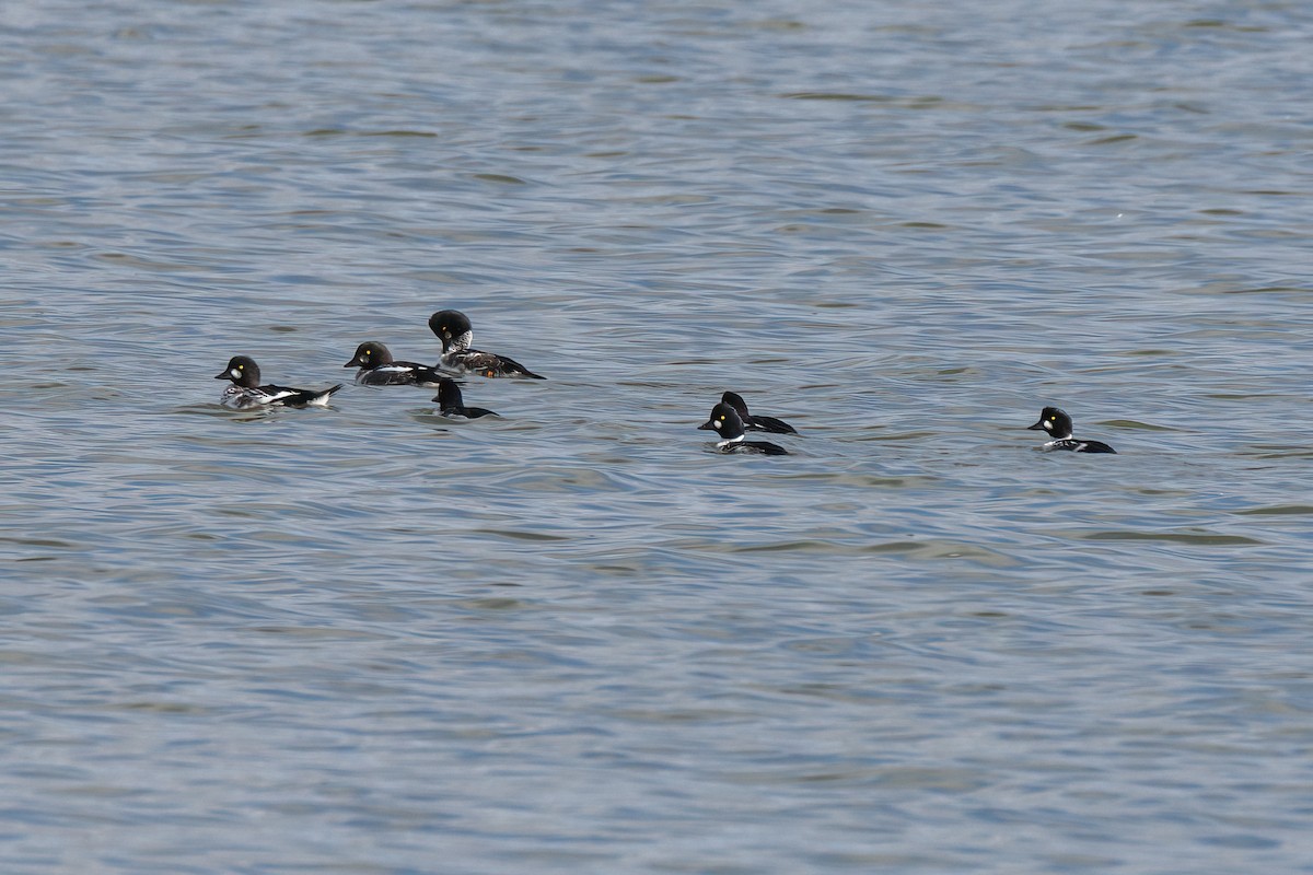 Common Goldeneye - Valery Treitsiak