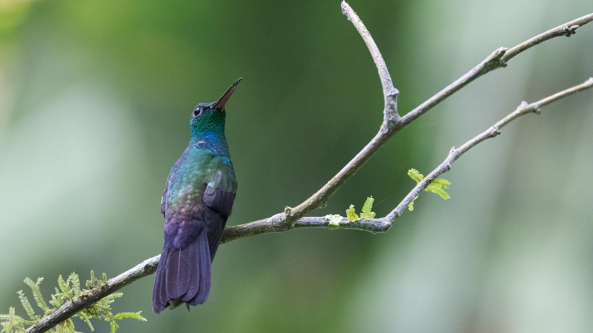 Green-breasted Mango - John Andersen