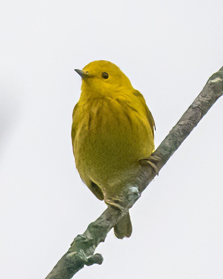 Yellow Warbler (Northern) - Mark Singer