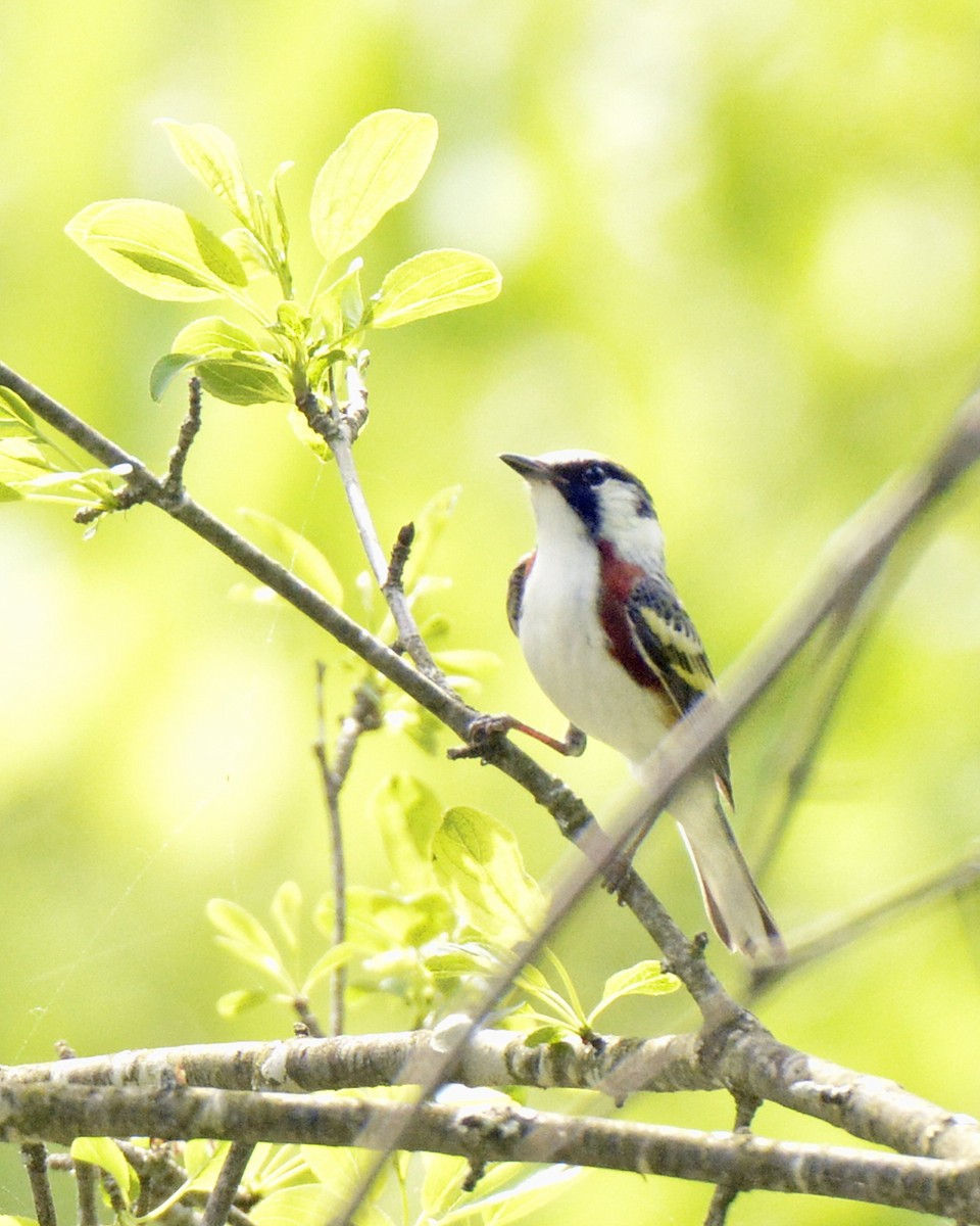 Chestnut-sided Warbler - Ginette Brosseau