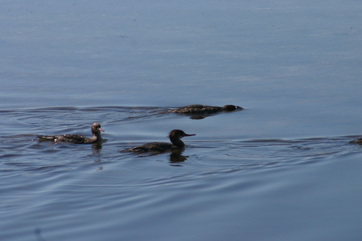 Hooded Merganser - Sylvie Vanier🦩