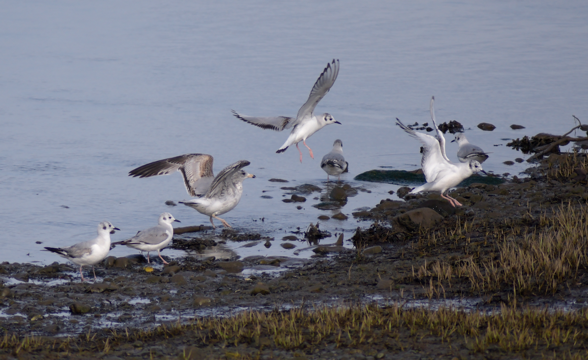 Bonaparte's Gull - Guillaume Perron