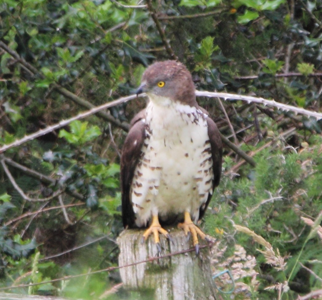 European Honey-buzzard - Pablo Miki Garcia Gonzalez