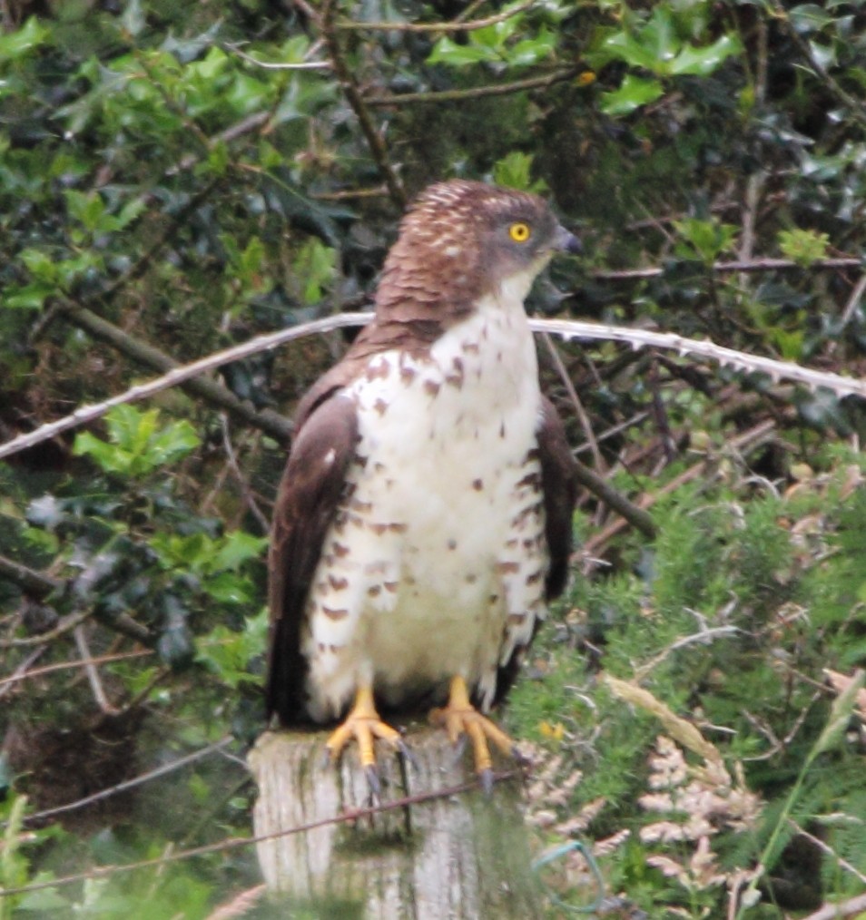 European Honey-buzzard - Pablo Miki Garcia Gonzalez