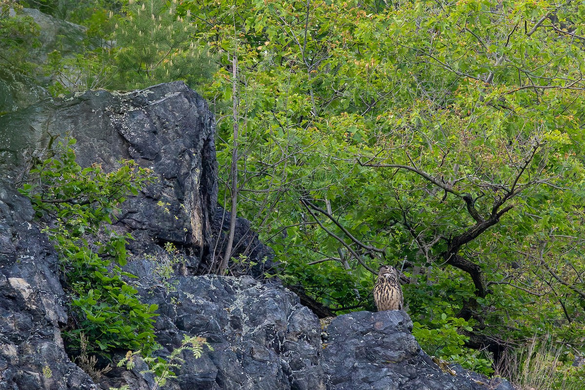 Eurasian Eagle-Owl - Honza Grünwald