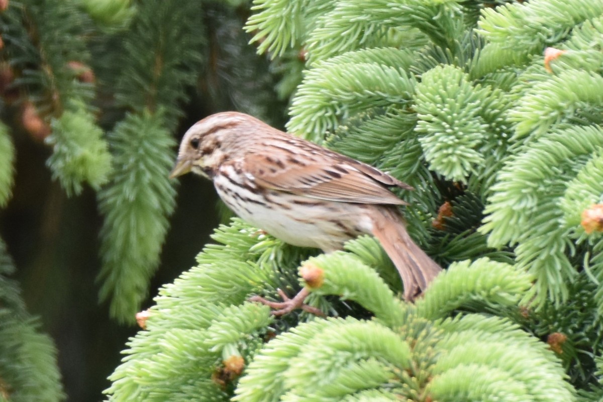 Song Sparrow - Garry Waldram