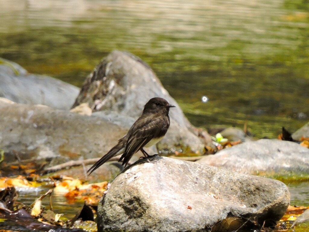 Black Phoebe - Francisco J. Muñoz Nolasco