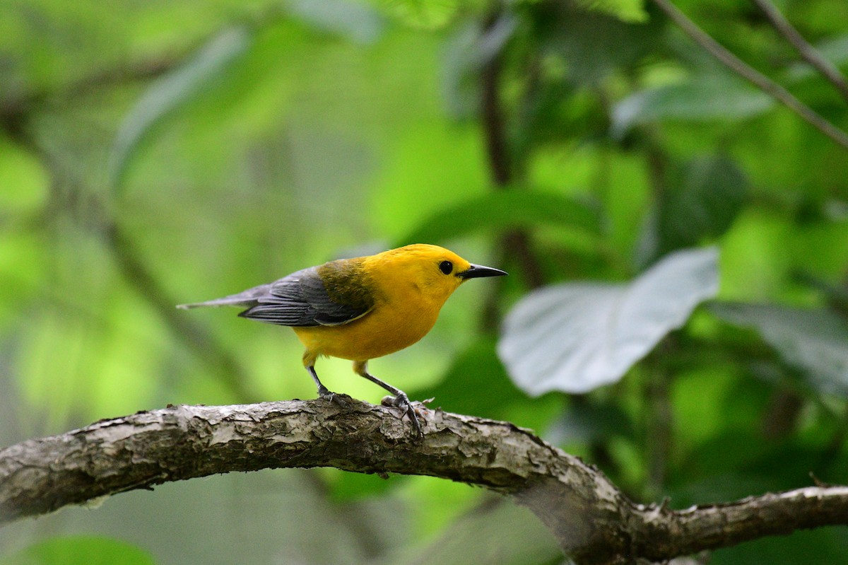 Prothonotary Warbler - John Becker