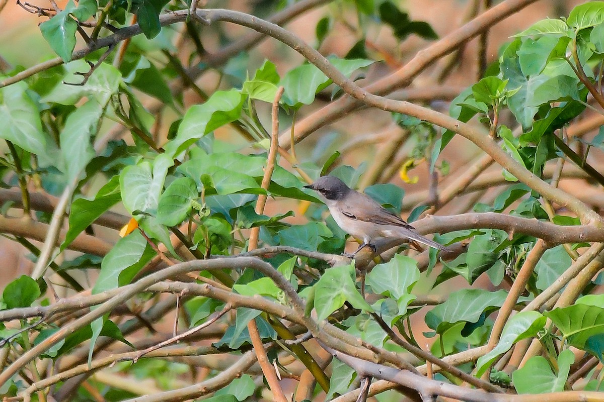 Lesser Whitethroat - Sathish Ramamoorthy