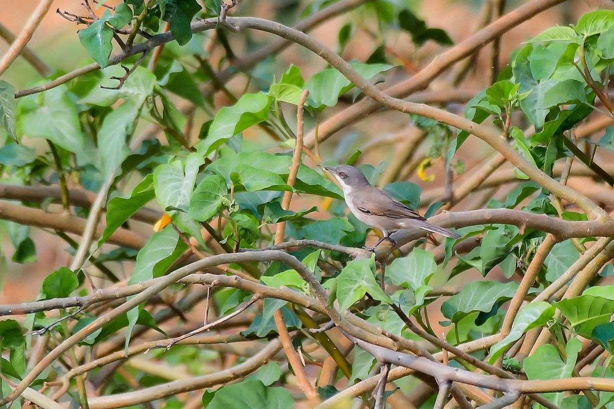 Lesser Whitethroat - Sathish Ramamoorthy