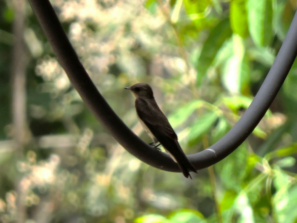 Northern Rough-winged Swallow - Francisco J. Muñoz Nolasco