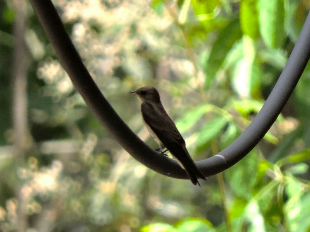 Northern Rough-winged Swallow - ML619538409