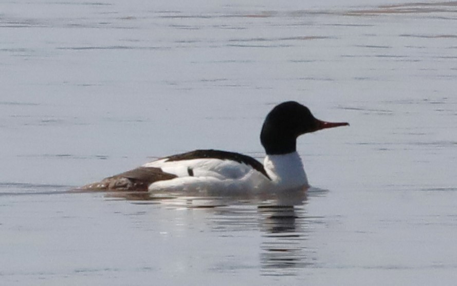 Common Merganser - Aarre Ertolahti