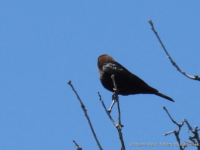 Brown-headed Cowbird - Joyce Michael