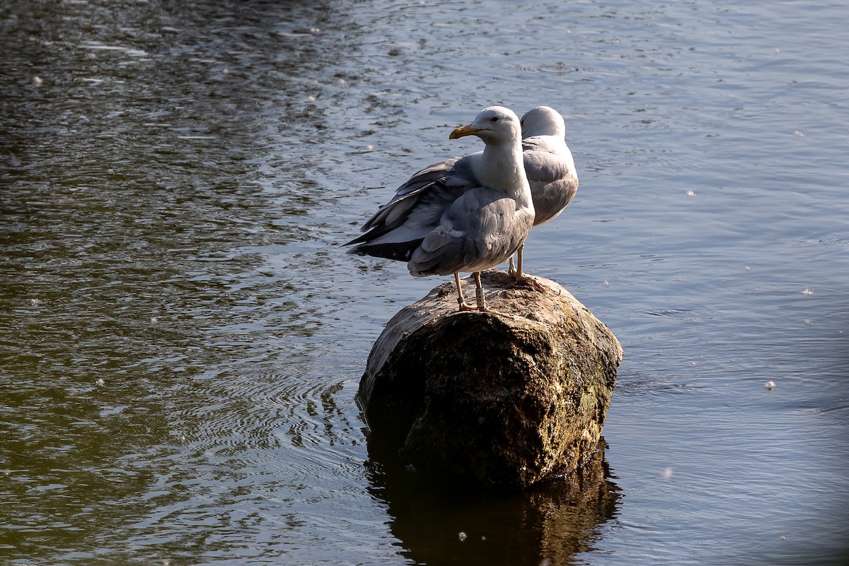 Caspian Gull - Honza Grünwald