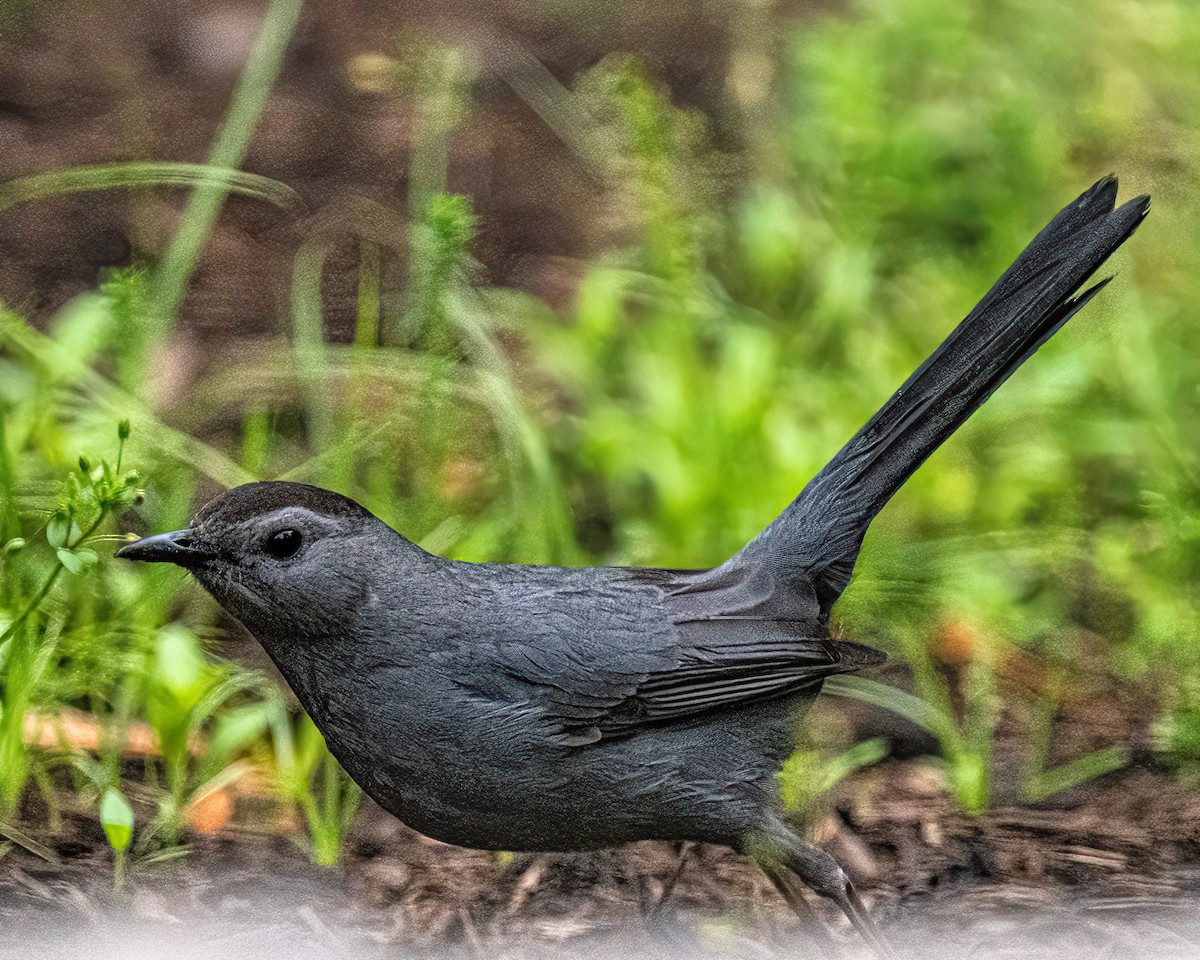 Gray Catbird - Mark Singer