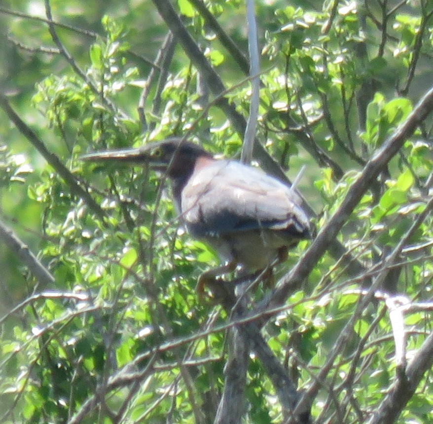 Green Heron - David Peterson