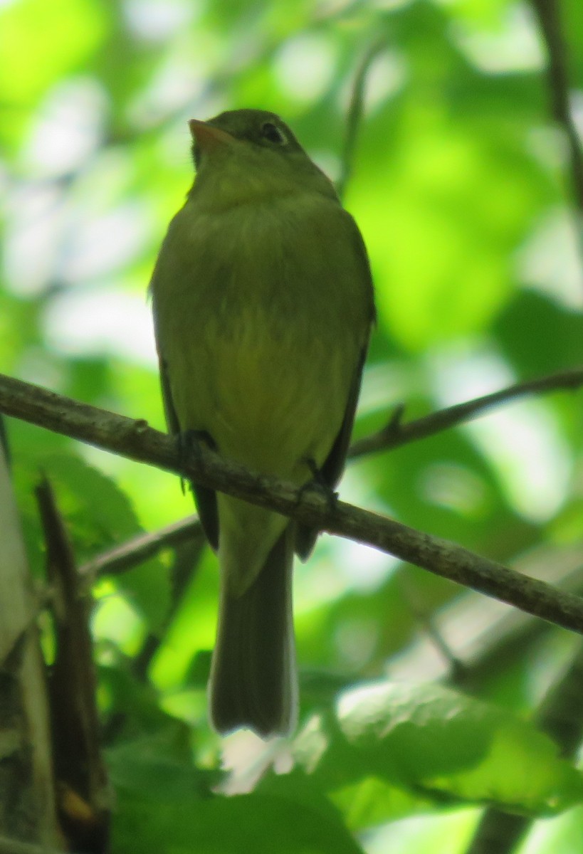 Yellow-bellied Flycatcher - ML619538432