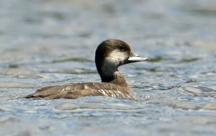 Black Scoter - Dan Guérin